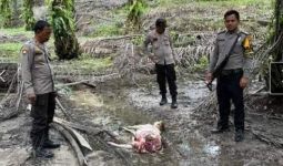 Harimau Teror Warga di Lubuk Dalam, 2 Ekor Sapi Ditemukan Mati Diterkam - JPNN.com