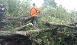 Tujuh Pohon Tumbang di Bekasi, Dua Menimpa Rumah Warga - JPNN.com