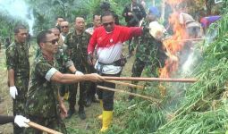 BNN Melakukan Pemusnahan Ladang Ganja di Aceh Utara - JPNN.com