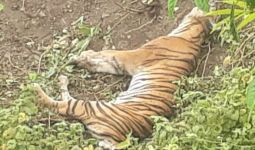 Seekor Harimau Sumatra Ditemukan Mati Terjerat di Aceh Selatan - JPNN.com