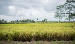 Kabar Baik dari Kementan Terkait Pengembangan Food Estate di Kapuas dan Pulang Pisau - JPNN.com