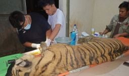 Penampakan Harimau Sumatera Mati - JPNN.com