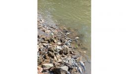 Mendadak Banyak Ikan Mati di Sungai Cileungsi dan Kali Bekasi, Lihat! - JPNN.com