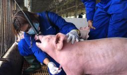 Kementan Sebut Singapura Siap Buka Impor Karkas Babi dari Pulau Bulan - JPNN.com