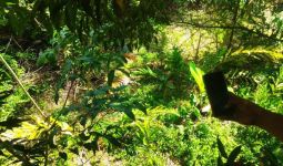 Harimau Sumatra Terjerat di Kebun Warga - JPNN.com