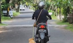 Animal Hope Shelter: Pengendara Motor yang Seret Anjing di Bali Sudah Diproses Hukum - JPNN.com