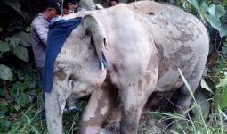 Seekor Gajah Liar Ditemukan dengan Kondisi Luka Kaki di Pedalaman Aceh Jaya - JPNN.com