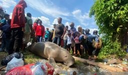 Duyung Terdampar di Pasar Minggu Bikin Heboh, Pakar pun Heran, Lihat Itu - JPNN.com