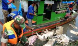 Ribuan Babi di Parigi Moutong Mati Mendadak, Peternak Diminta Tak Buang Sembarangan - JPNN.com