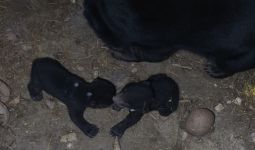2 Bayi Beruang Madu Menambah Koleksi Taman Satwa Lembah Hijau - JPNN.com