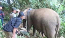 Rumah Warga di Lampung Barat Dirusak Kawanan Gajah Liar - JPNN.com