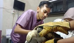 Panca Serahkan 1 Ekor Elang Brontok ke BKSDA Sumbar - JPNN.com