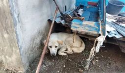 Seorang Bocah 7 Tahun di NTT Meninggal Dunia Digigit Anjing Rabies - JPNN.com