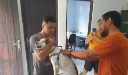 Korban Gigitan Anjing Rabies di Ambon Mencapai 448 Orang, Lima Meninggal Dunia - JPNN.com