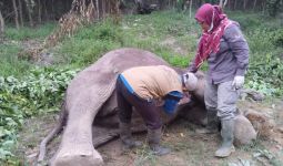 Gajah Liar di Pelalawan Ditemukan Mati Diduga Diracun - JPNN.com