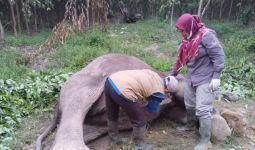 Gajah Mati Diduga Diracun, BKSDA Riau Lakukan Investigasi - JPNN.com