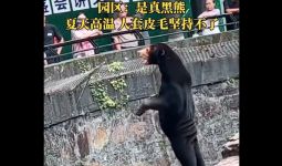 Ketahuan, Beruang Madu di Tiongkok Lebih Mirip Orang Pakai Kostum - JPNN.com