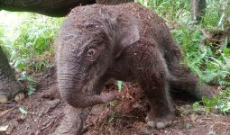 Lisa Melahirkan Gajah Betina di Hutan TNTN, Lihat - JPNN.com