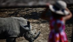 Badak Mengamuk di Kebun Binatang, Satu Penjaga Terbunuh - JPNN.com
