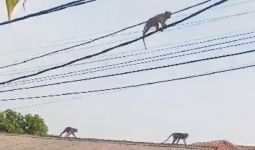 Kawanan Monyet Liar Masuk Permukiman Bikin Resah Warga Cipayung Jaktim - JPNN.com