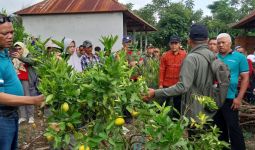 Ini Upaya Ditjen Hortikultura Tingkatkan Daya Saing Jeruk Indonesia di Pasar Global - JPNN.com