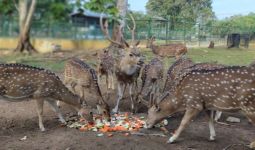 Kundur Mini Zoo, Wisata Edukasi Besutan Anggota MIND ID - JPNN.com
