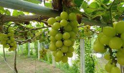 Mentan Amran Sebut Tak Ada Hambatan Tingkatkan Produksi Anggur - JPNN.com