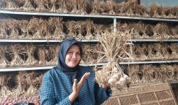 Kementan Terus Pacu Produksi Bawang Putih Dalam Negeri - JPNN.com
