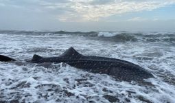 Hiu Tutul Terdampar di Pantai Welahan Wetan Cilacap - JPNN.com