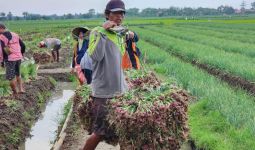 Panen Bawang Merah di Brebes, Mentan: Saya Senang Produksinya Semakin Baik - JPNN.com