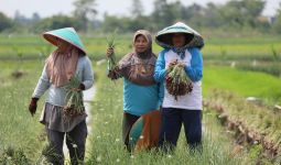 Pakar Pertanian Apresiasi Kebijakan Pangan dan Pertanian di Era Jokowi - JPNN.com