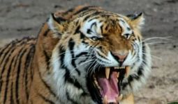 Warga Tewas Diterkam Harimau di Lampung Barat - JPNN.com