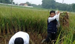 Penyuluh & Petani Buktikan Pertanian Ramah Lingkungan Tingkatkan Produktivitas - JPNN.com