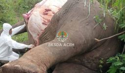 Dua Gajah di Aceh Mati dalam Sebulan Terakhir, Ini Penyebabnya - JPNN.com