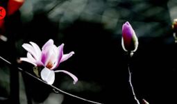 Amankah Magnolia untuk Ibu Hamil? Pakar Kesehatan Beri Penjelasan - JPNN.com