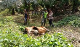 Harimau Sumatra Memangsa Seekor Sapi di Aceh Timur - JPNN.com