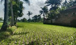 Ratusan Hektare Sawah di Lombok Tengah Alami Kekeringan - JPNN.com