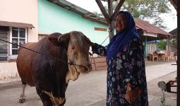 Inilah Sapi Kurban Jokowi untuk Warga Palembang, Namanya Bule, Bobotnya 1,13 Ton - JPNN.com