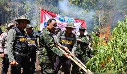 2,5 Hektare Lahan Ganja di Aceh Besar Dibakar BNN - JPNN.com