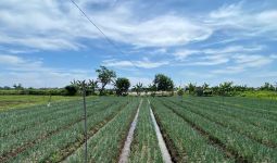 Kementan Dorong Peningkatan Produksi Hortikultura jadi Prioritas Utama - JPNN.com