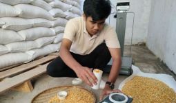 Bulog Sudah Menyerap 52.672 Ton Jagung Petani di NTB - JPNN.com