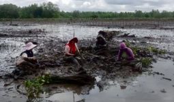 193.100 Mangrove Ditanam Untuk Pulihkan Ekosistem Lingkungan di Kalsel - JPNN.com