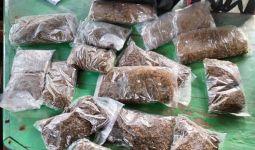 Personel Gabungan Gagalkan Penyelundupan Ganja di Perbatasan Skouw - JPNN.com