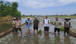 Kementan dan Pemkab Probolinggo Tanam Padi Bersama Demi Mendongkrak PAT dan LTT - JPNN.com