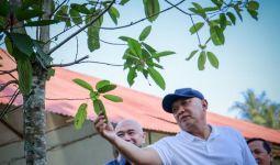 Menteri Teten Dorong Pengembangan Produk Kratom - JPNN.com