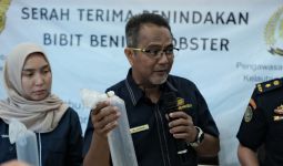 Bea Cukai Gagalkan Penyelundupan 148.091 Ekor Benih Lobster, 2 Orang Diamankan - JPNN.com