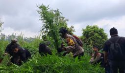 Polisi Temukan 10.000 Tanaman Ganja di Lereng Gunung Semeru - JPNN.com