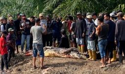 Hii, Jasad Kakek di Rohil Ditemukan di Dalam Perut Buaya - JPNN.com