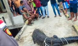 Waduh, Buaya Masuk ke Pemukiman Warga, Lihat Tuh - JPNN.com