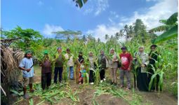 Demplot KPB Totari Laha Halmahera Barat Sukses Panen Perdana Jagung Dua Tongkol - JPNN.com